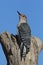 Male Red bellied Woodpecker (Melanerpes carolinus)