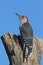 Male Red bellied Woodpecker (Melanerpes carolinus)