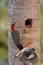 Male Red Bellied Woodpecker outside of nest switching places with female