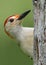 Male Red-bellied Woodpecker on a red pine tree