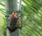 Male red bellied woodpecker at the suet feeder.