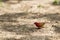 A male Red-billed Fire Finch