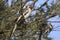 Male Red-billed hornbill sitting on a tree in a bush savannah in