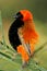 Male red bishop bird