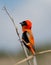 Male Red Bishop Bird on perch