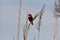 Male Red Bishop Weaver Bird Euplectes orix