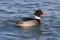 Male Red-breasted Merganser