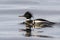 Male Red-breasted Merganser floating on Bay