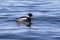 Male red-breasted merganser floating on the water winter day