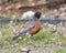 Male red-breasted robin standing in grass