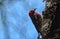 Male Red-breasted Sapsucker on a tree trunk