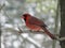 Male red cardinal on branch