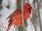 Male red cardinal on branch in winter