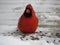 Male red cardinal on eating sunflower seeds in winter