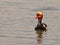 A male Red-crested Pochard