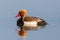 Male red-crested pochard duck netta rufina mirrored on water surface
