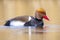 Male red-crested pochard Netta rufina waterfowl, foraging, low point of view