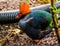 Male Red crowned wood partridge in closeup, funny tropical bird from Asia, popular pet in aviculture