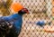 Male red crowned wood partridge with his face in closeup, funny tropical bird from Asia, Near threatened animal specie