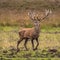 Male red deer