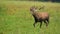 Male red deer bellowing with open mouth in autumn with copy space.