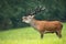 Male red deer bellowing in rutting season in autumn.