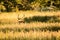 Male red deer in grasses