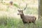 Male red deer grazing green grass in a sunlit autumn forest.