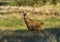 Male Red deer in La Pampa, Argentina,