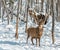 Male Red Deer with Magnificient Antlers