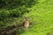 Male Red deer with new horn standing under pine tree in the fore