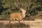 Male red deer during rut in a scenic National Park De Hoge Veluwe