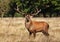 Male red deer standing in the meadow of Bushy park