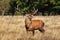 Male red deer standing in the meadow of Bushy park