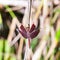 Male red dragonfly on plant , Neurothemis fluctuans