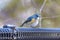 Male Red-flanked bluetail on a fence