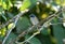 Male Red-flanked Bluetail (Tarsiger cyanurus)