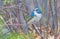 Male Red-flanked Bush Robin