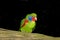 MALE RED-FLANKED LORIKEET charmosyna placentis ON A BRANCH AGAINST BLACK BACKGROUND