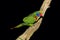 MALE RED-FLANKED LORIKEET charmosyna placentis ON A BRANCH AGAINST BLACK BACKGROUND