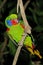 MALE RED-FLANKED LORIKEET charmosyna placentis ON A BRANCH AGAINST GREEN FOLIAGE