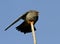 A male Red-footed falcon-2.