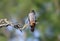 Male red-footed falcon Falco vespertinus