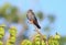Male red-footed falcon Falco vespertinus