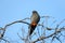 male red-footed falcon (Falco vespertinus)