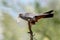 A male of red footed falcon sits on the branch