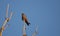 Male red footed hawk Falco vespertinus