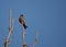 Male red footed hawk Falco vespertinus