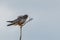 Male red footed hawk Falco vespertinus in natural environment