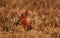 Male red grouse in the field of heather in autumn